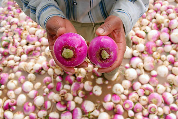داروخانه ای به نام شلغم