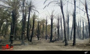 آتش سوزی نخلستان 