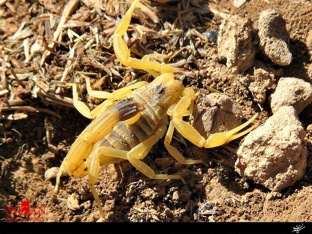 عقرب
