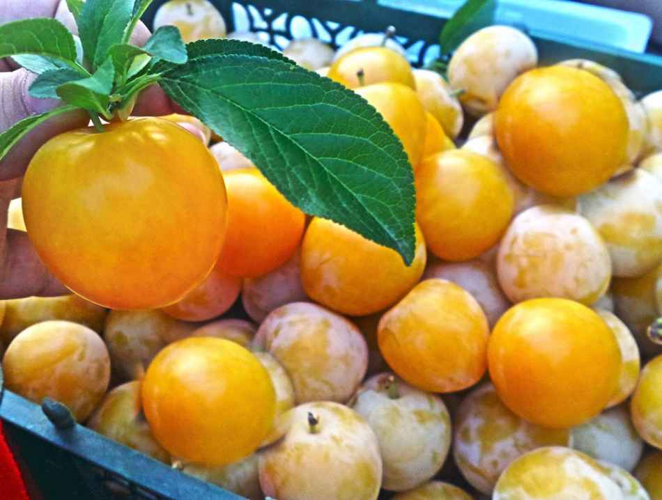 مصرف آلو برای سرد مزاجان ممنوع! مصرف آلو برای سرد مزاجان ممنوع!