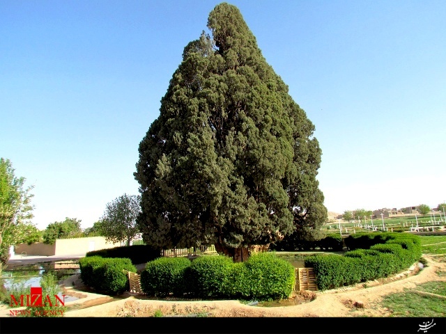 حال سرو ابرکوه یزد خوب است