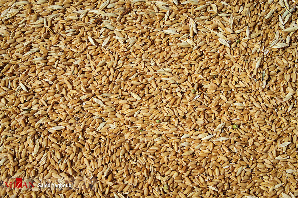 آغاز برداشت گندم از مزارع دیم اردبیل+تصاویر