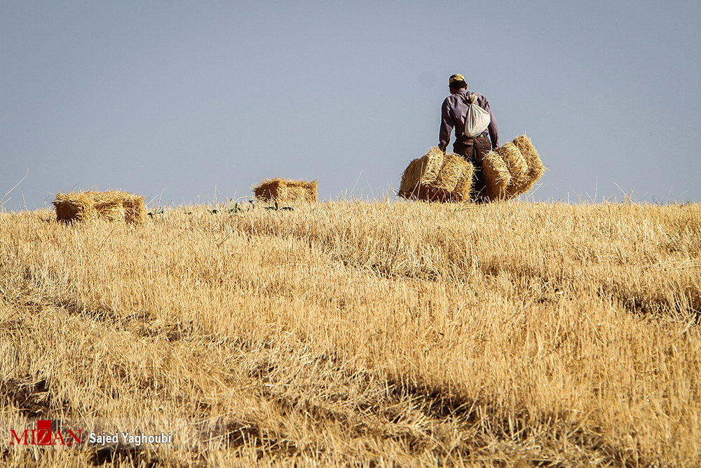 آغاز برداشت گندم از مزارع دیم اردبیل+تصاویر