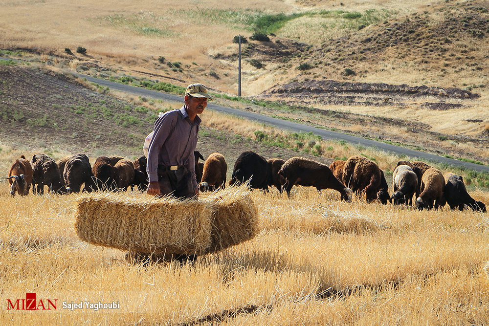آغاز برداشت گندم از مزارع دیم اردبیل+تصاویر