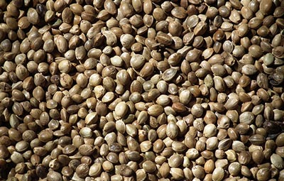 آشنایی با خواص بیشمار شاهدانه آشنایی با خواص بیشمار شاهدانه