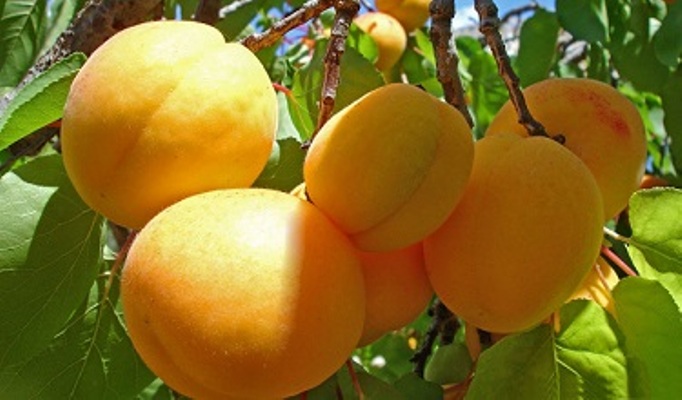 تمام خواص قیسی؛ این میوه خوشمزه تمام خواص قیسی؛ این میوه خوشمزه