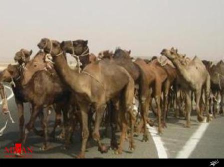 105نفر شتر قاچاق دستگیر شد