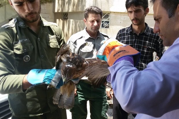 افزایش خودکشی در هرمزگان/ نجات یک بزغاله وحشی از سوی یک محیطبان، تصادف زنجیرهای محور زنجان – تبریز/ نماینده ولی فقیه در خراسان رضوی: سیره امام صادق(ع) الگوی توسعه است/ بانوان کارآفرین مازندرانی حمایت می شوند افزایش خودکشی در هرمزگان/ نجات یک بزغاله وحشی از سوی یک محیطبان، تصادف زنجیرهای محور زنجان – تبریز/ نماینده ولی فقیه در خراسان رضوی: سیره امام صادق(ع) الگوی توسعه است/ بانوان کارآفرین مازندرانی حمایت می شوند