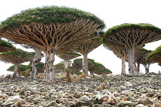 سفر به مکان های شگفت انگیز دنیا سفر به مکان های شگفت انگیز دنیا