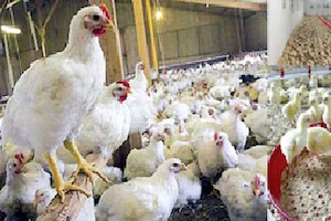 آیا مصرف مرغ های پرورشی خطر دارد؟ آیا مصرف مرغ های پرورشی خطر دارد؟