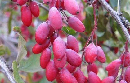 آب زرشک افراد عصبی را آرام می کند