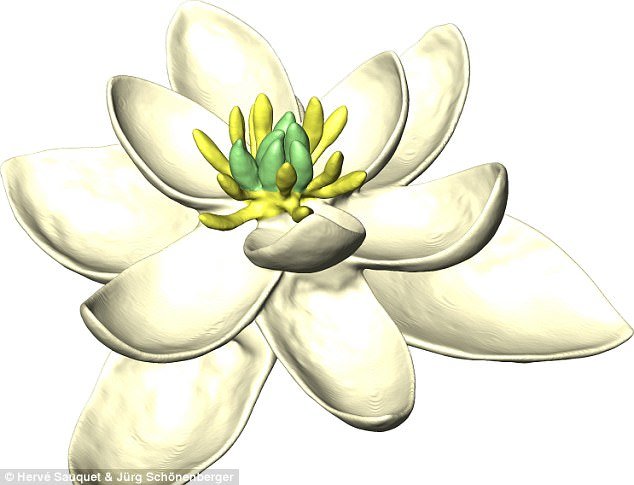 بازسازی فسیل گیاه 140 میلیون ساله +تصاویر بازسازی فسیل گیاه 140 میلیون ساله +تصاویر