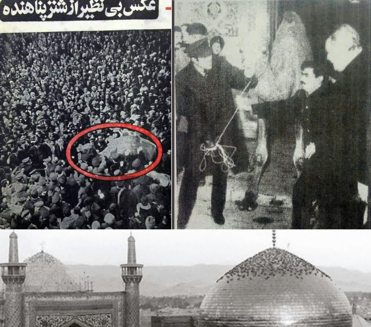 ماجرای پناهندهشدن یک شتر به حرم امام رضا (ع) + عکس ماجرای پناهندهشدن یک شتر به حرم امام رضا (ع) + عکس