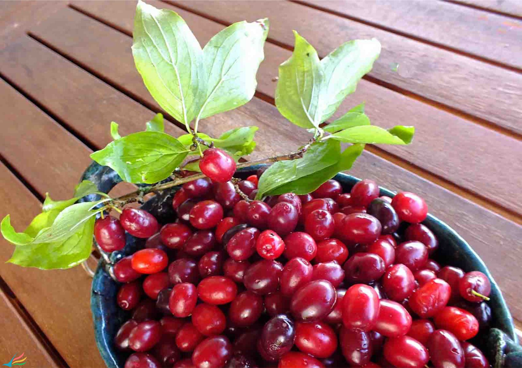 هشدارهای سلامت؛ چربی خون در کودکان هم بالا میرود/ چگونه خواص درمانی شیر را 10 برابر کنیم؟/ «زغالاخته» میوهای مناسب سلامت قلب هشدارهای سلامت؛ چربی خون در کودکان هم بالا میرود/ چگونه خواص درمانی شیر را 10 برابر کنیم؟/ «زغالاخته» میوهای مناسب سلامت قلب
