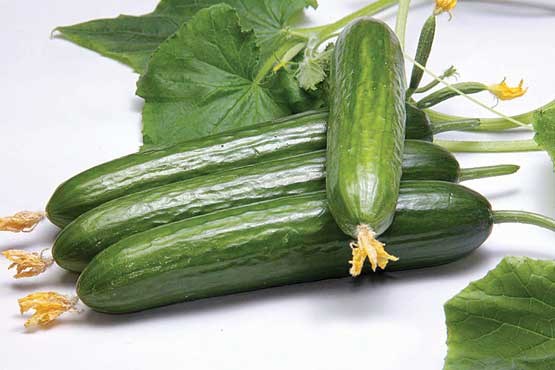 از خطرات مسکن‌های بدون نسخه باخبرید؟/ عواقب خطرناک خواب شبانه کمتر از ۶ ساعت/ نوشابه یا ماءالشعیر کدام بهتر است؟