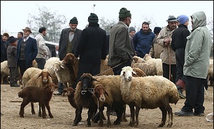گوسفند زنده گران شد/ آخرین قیمت گوسفند و گوساله + جدول