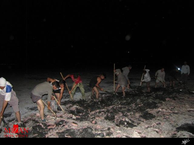 اهالی یک روستا 1000 جوجه فلامینگو را از مرگ نجات دادند