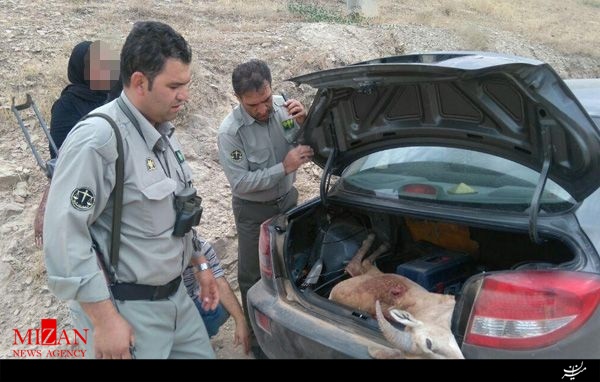 شکار قوچ با پوشش سفر خانوادگی در سرخه حصار