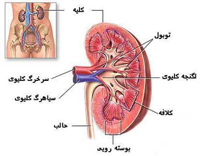 10 خوراکی گیاهی که سلامت کلیه ها را تضمین می کند 10 خوراکی گیاهی که سلامت کلیه ها را تضمین می کند