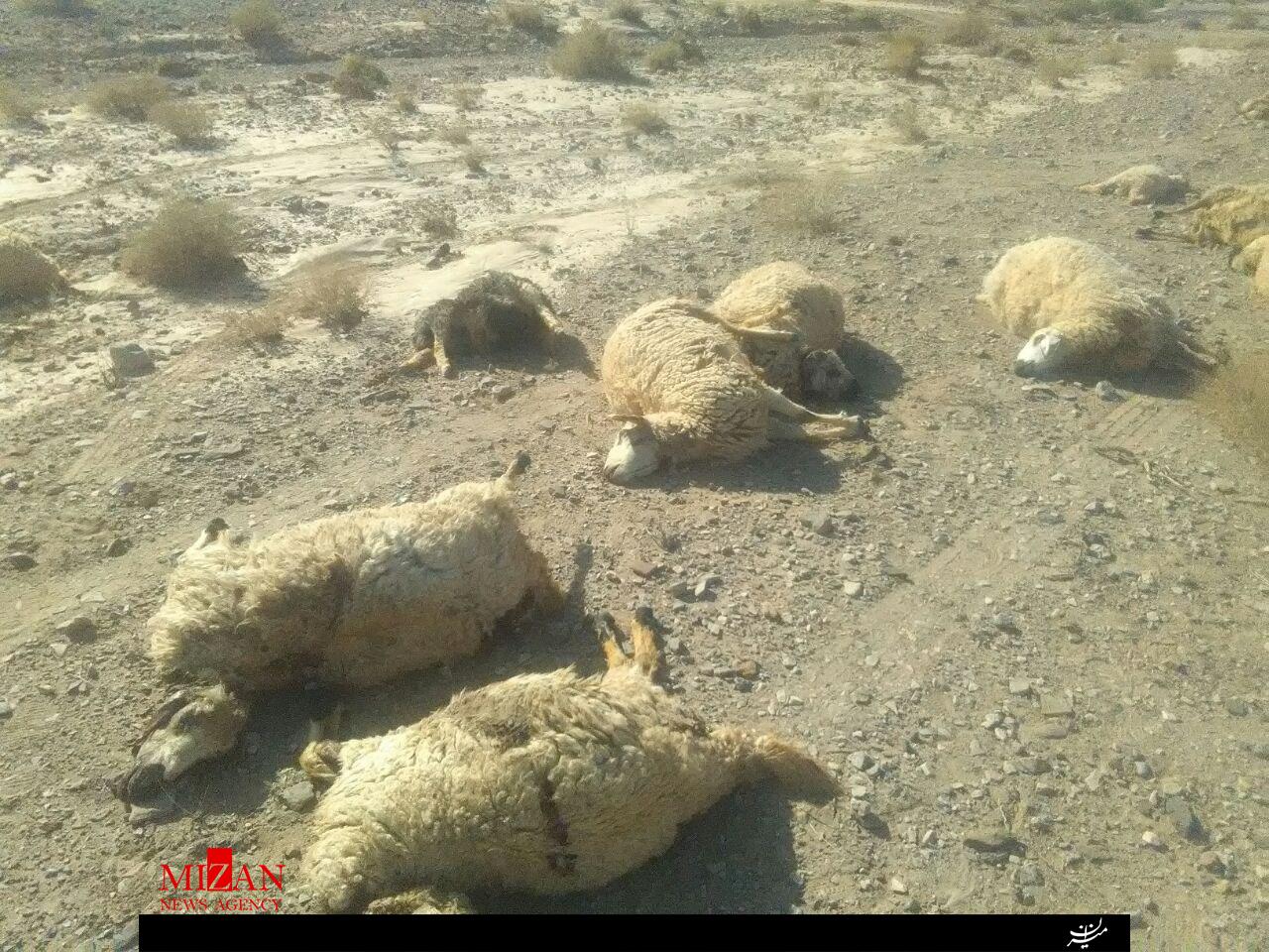 برخورد پراید با گله گوسفندان در شهرستان رابر