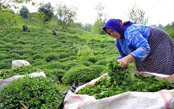 گرمای هوا، برداشت چای را کاهش داد