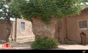 ثبت ملی چنار چرمه سرایان