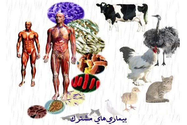 بیماری های مشترک میان انسان و حیوان کدامند؟ بیماری های مشترک میان انسان و حیوان کدامند؟