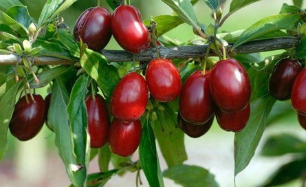 هشدار؛ ذغال اخته وبا و سرطان به همراه دارد! / بیماریهای غیرواگیر در کمین طرفداران فست فود/ دلیل بیدار شدن قبل از زنگ ساعت هشدار؛ ذغال اخته وبا و سرطان به همراه دارد! / بیماریهای غیرواگیر در کمین طرفداران فست فود/ دلیل بیدار شدن قبل از زنگ ساعت