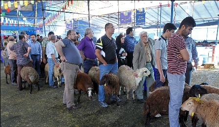 مراکز عرضه بهداشتی دام زنده در تهران اعلام شد مراکز عرضه بهداشتی دام زنده در تهران اعلام شد