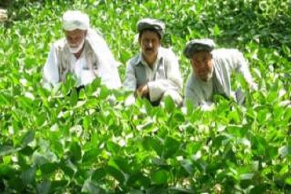 تبدیل مزارع خشخاش به سویا در 