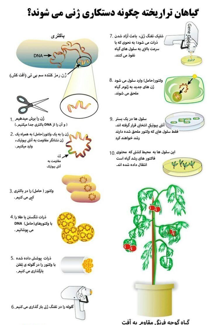 یک «تراریخت» چگونه تولید می‌شود؟+اینفوگراف