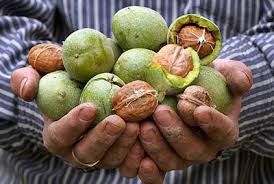 پاکسازی کبد با خوردن گردو پاکسازی کبد با خوردن گردو