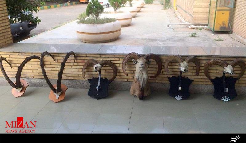 کشف ۶ هدمانت تاکسیدرمی قوچ وکل وحشی