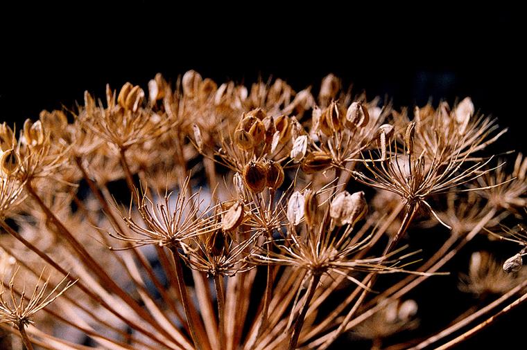 گلپر چه خواصی دارد؟ گلپر چه خواصی دارد؟