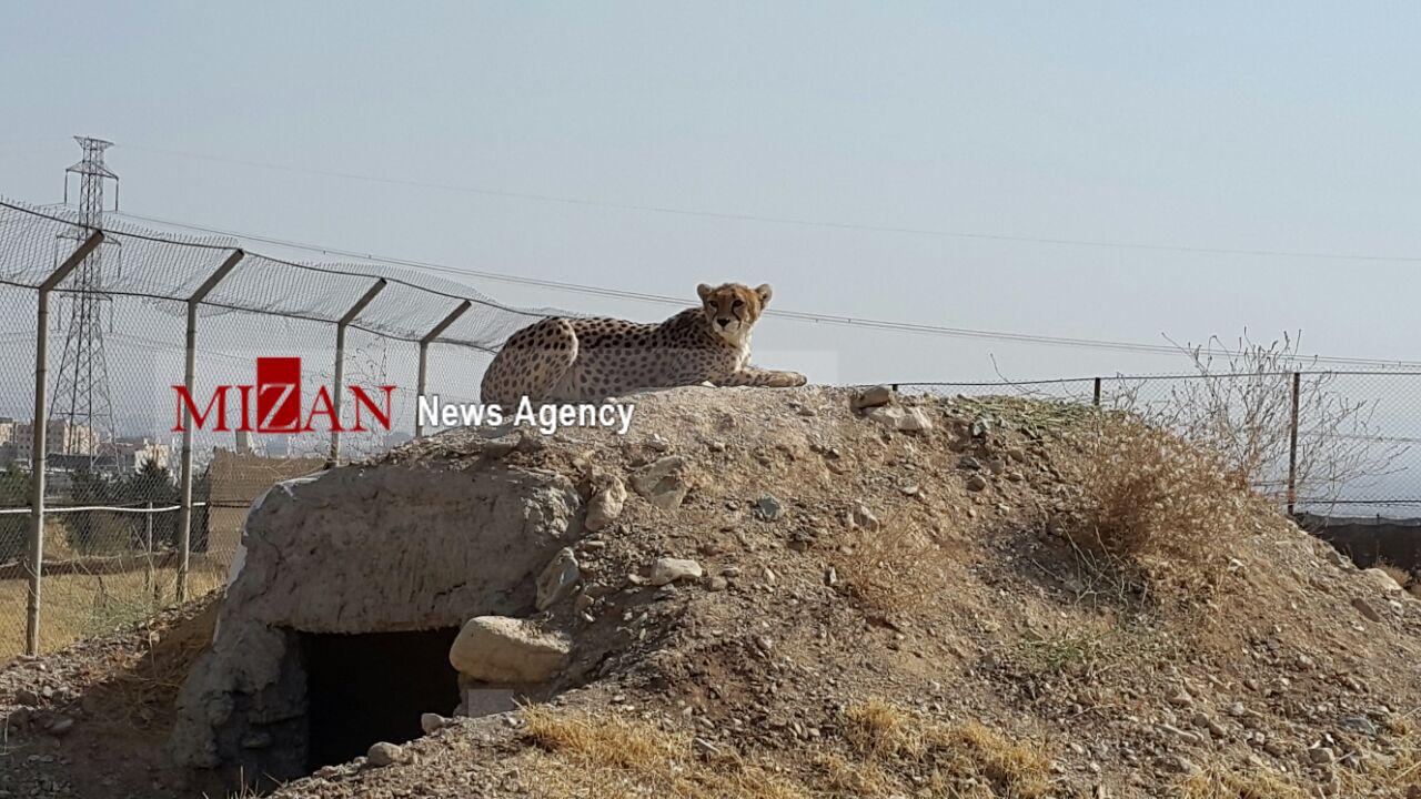 دیدار با تنها دلبر تهران