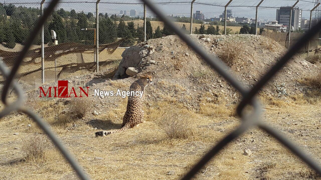 دیدار با تنها دلبر تهران