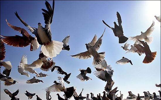 کبوترها در انجام کارهای همزمان از انسان‌ها سریع‌تر هستند