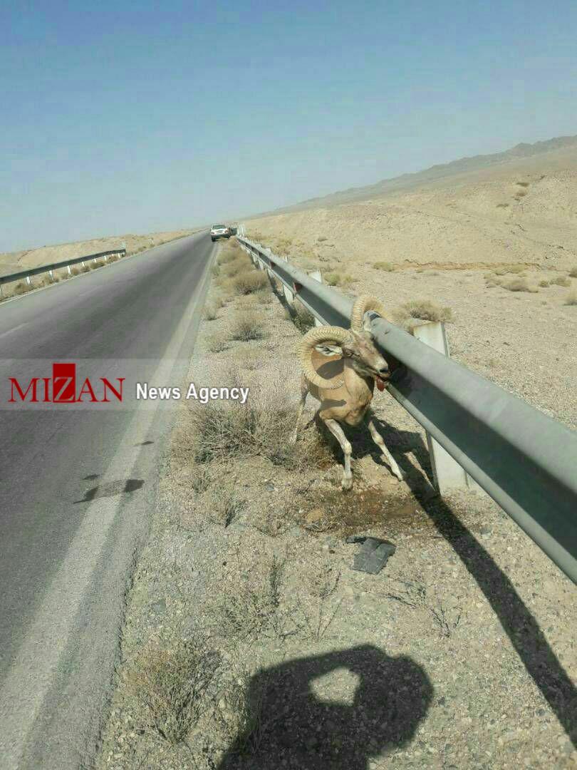 نجات قوچ وحشی از گاردریل جاده +تصویر