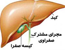 کیسه صفرا به چه درد می خورد؟! کیسه صفرا به چه درد می خورد؟!