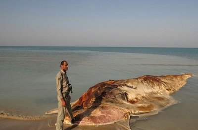 پنجمین نهنگ در سواحل بوشهر به گل نشست (+عکس) پنجمین نهنگ در سواحل بوشهر به گل نشست (+عکس)