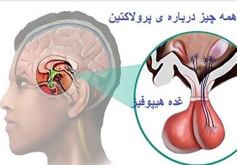 غده‌ای پُر رمز و راز در ساقه مغز انسان