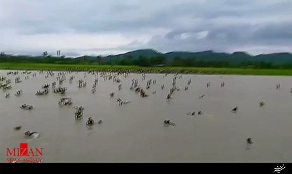 تلاش مسلمانان میانمار برای فرار از رودخانه به مرز