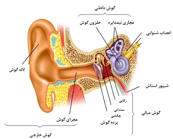 چگونه صدای وزوز گوش را درمان کنیم؟ چگونه صدای وزوز گوش را درمان کنیم؟