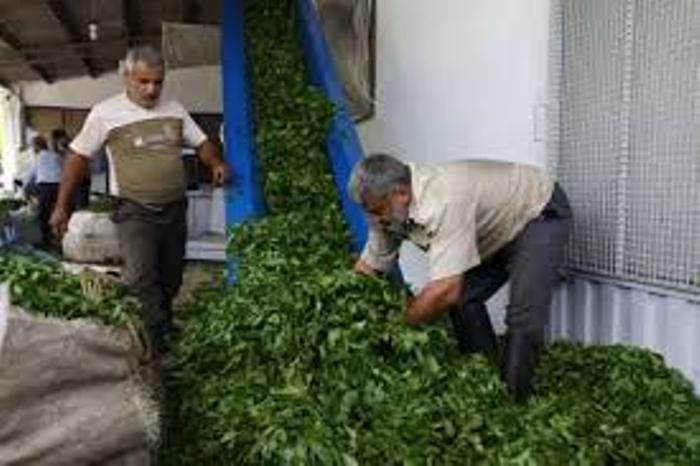 بازگشایی مرز باشماق مریوان با عراق/تمبریادبود شهید جعفری رونمایی شد/تجلیل از خانواده شهدای مدافع حرم/روستایی با نرخ بیکاری صفر/ اینجا بیکاری را بد می‌دانند/ ۹۰ درصد قدرالسهم دولت به چایکاران پرداخت شد/تصویب افزایش 20درصدی نرخ کرایه اتوبوس شهری در اهواز/ تصاویر دیده نشده از شهید 
