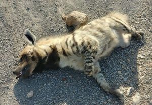 مشاهده لاشه یک کفتار در حاشیه جاده شاهین‌شهر +عکس
