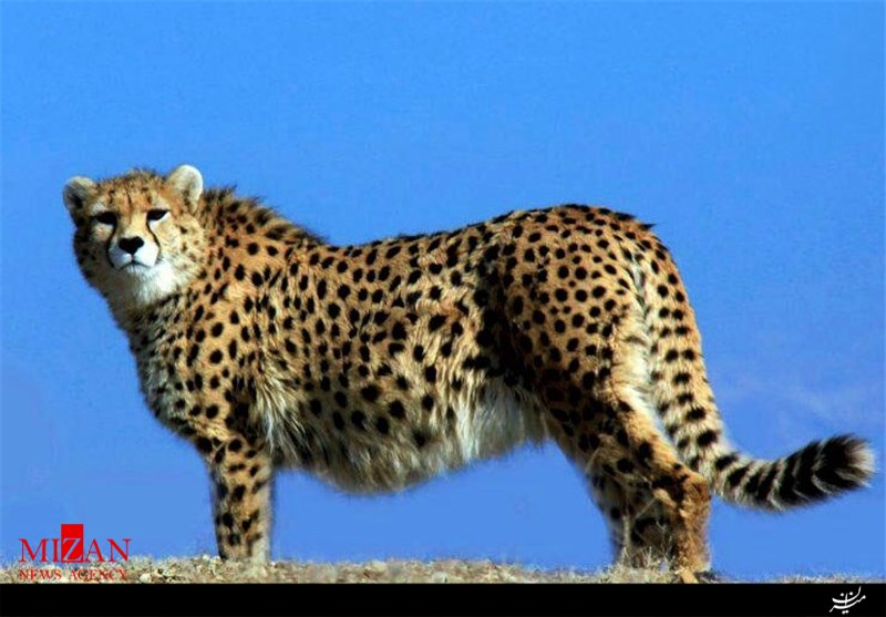 سازمان ملل در پروژه یوز آسیایی قطع همکاری کرد