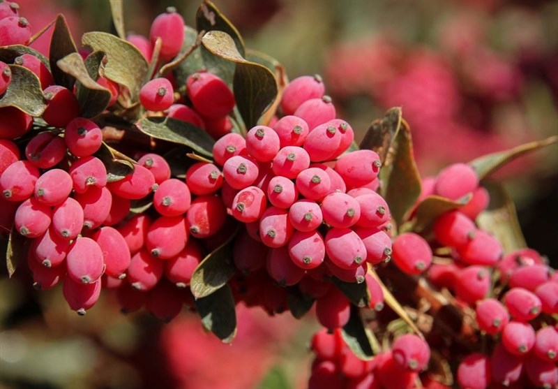 زرشک چه خواصی دارد؟