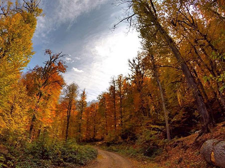 جنگل راش ایران کجاست؟+ تصاویر