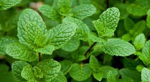 خوراکی مفید برای رفع سرماخوردگی