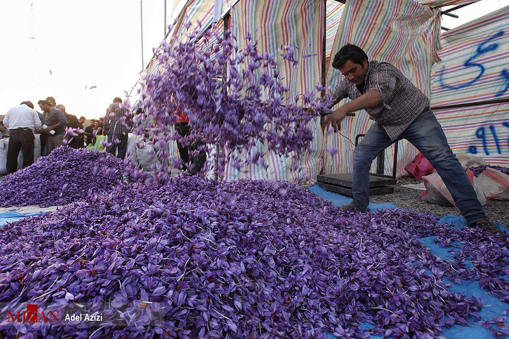 در بحث برندسازی زعفران موفق نبودیم/ پودر زعفران نخرید